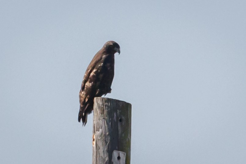 Red-tailed Hawk (Harlan's) - ML185407871