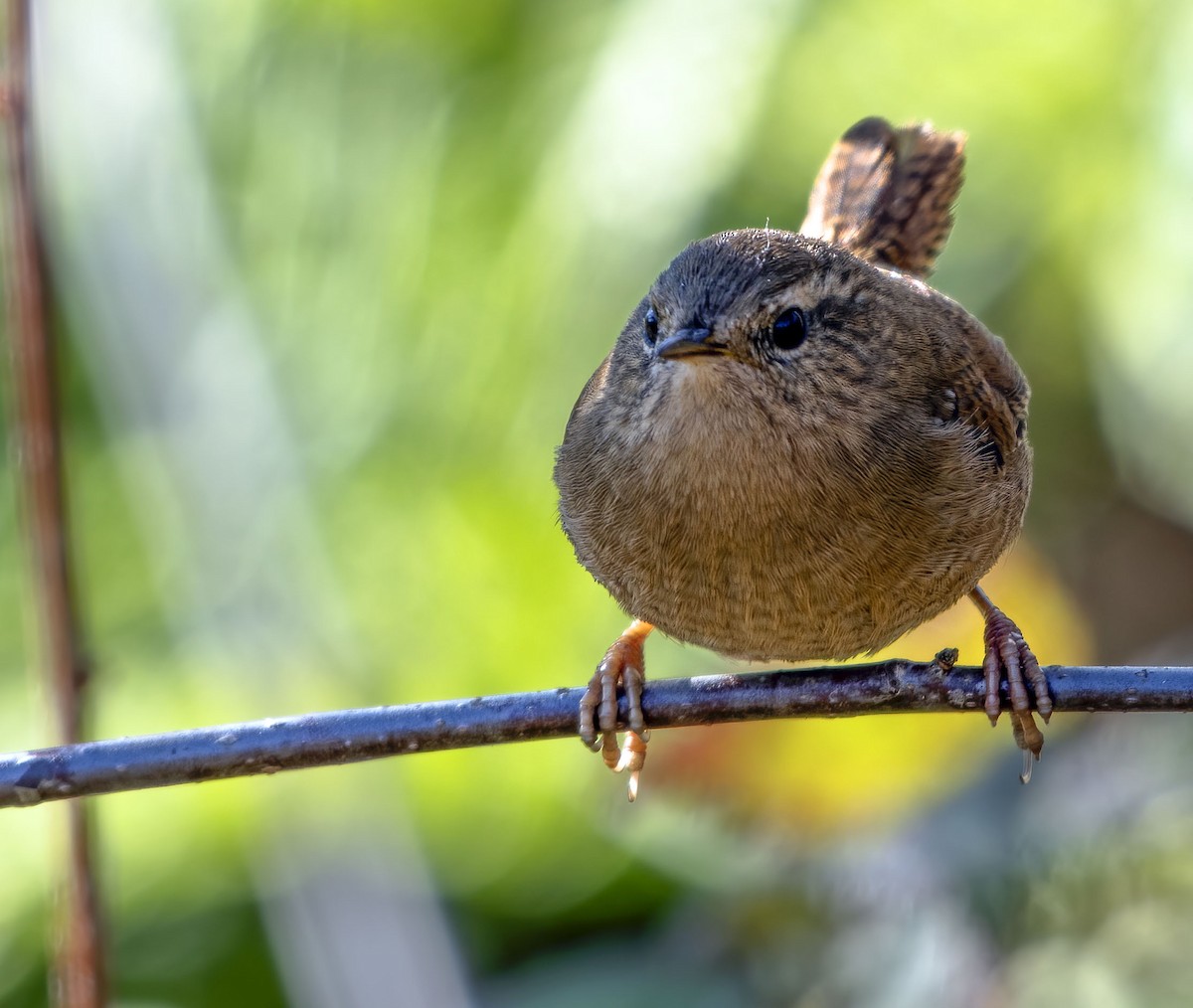 Pacific Wren - Ken Pitts