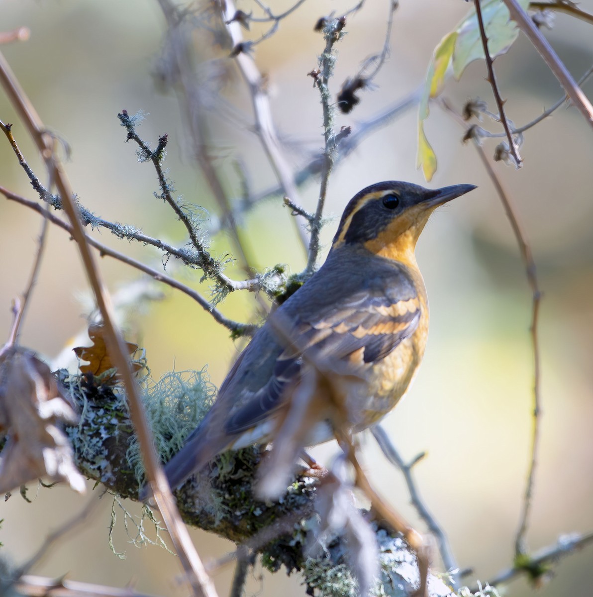 Varied Thrush - Ken Pitts