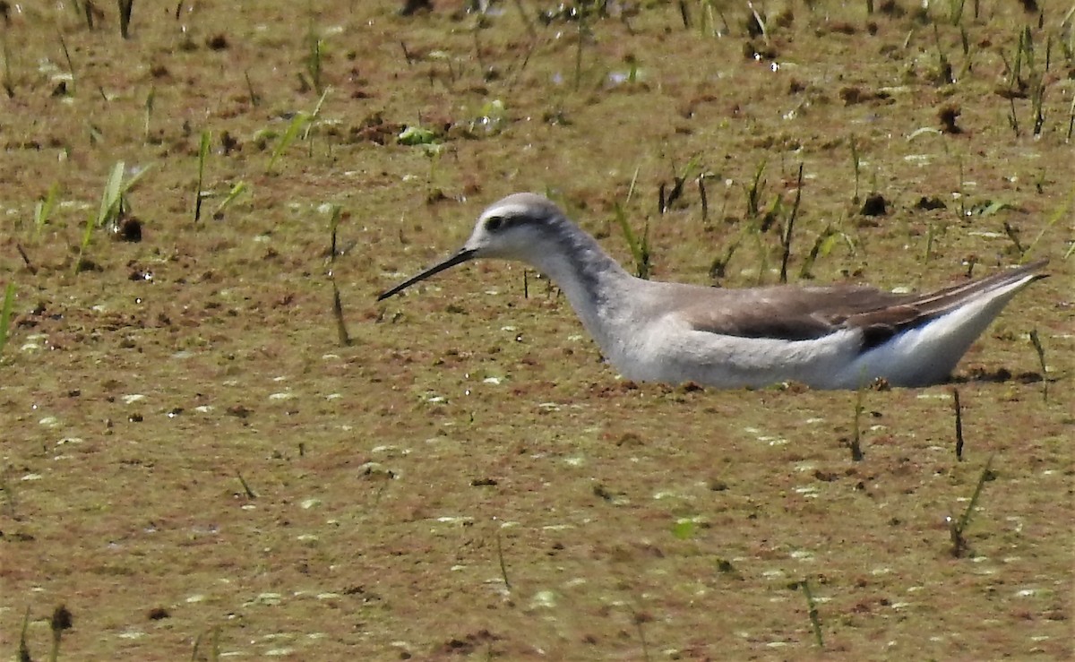 Falaropo Tricolor - ML185408721