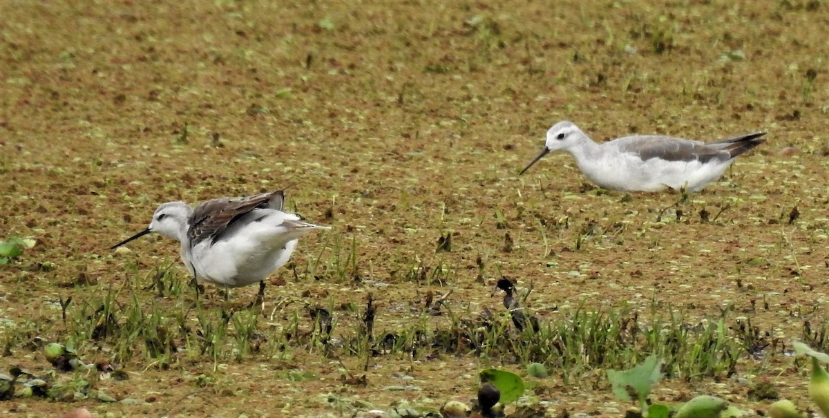 hvithalesvømmesnipe - ML185408731