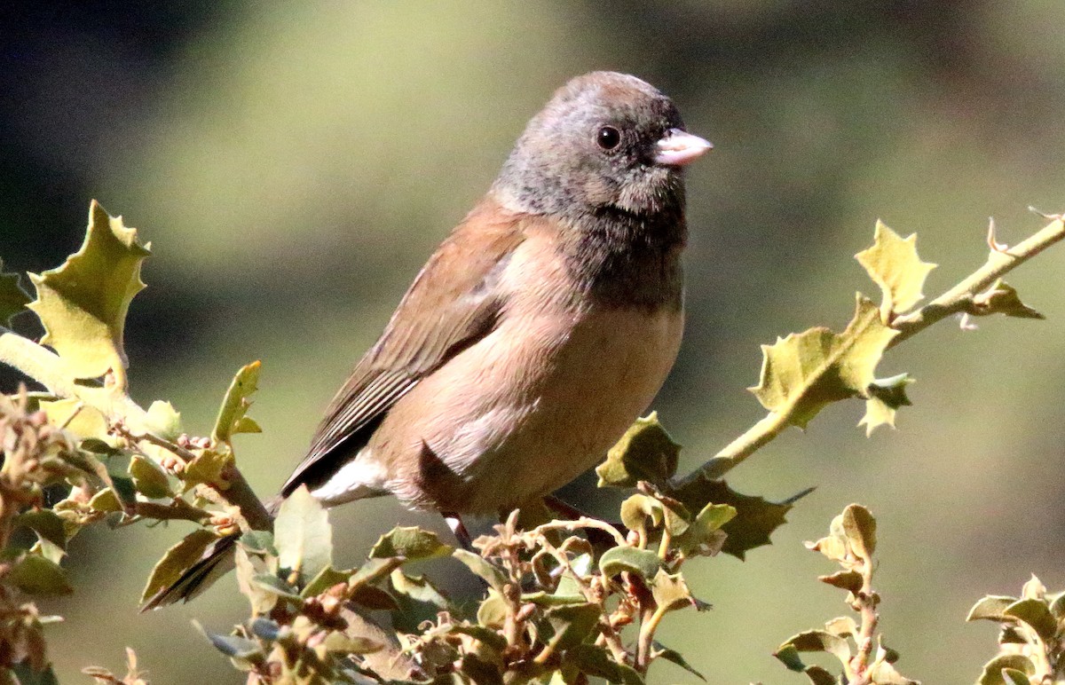 Dark-eyed Junco - ML185409011