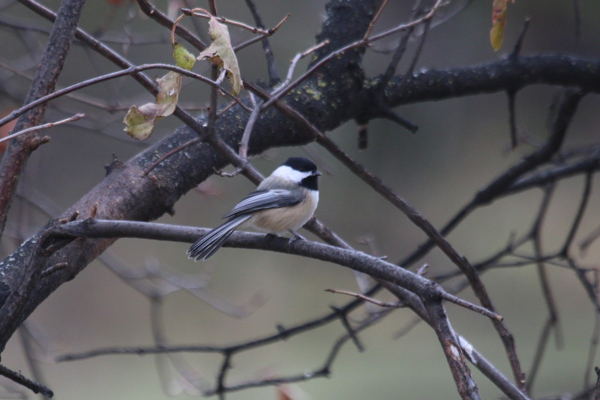 Mésange à tête noire - ML185409911