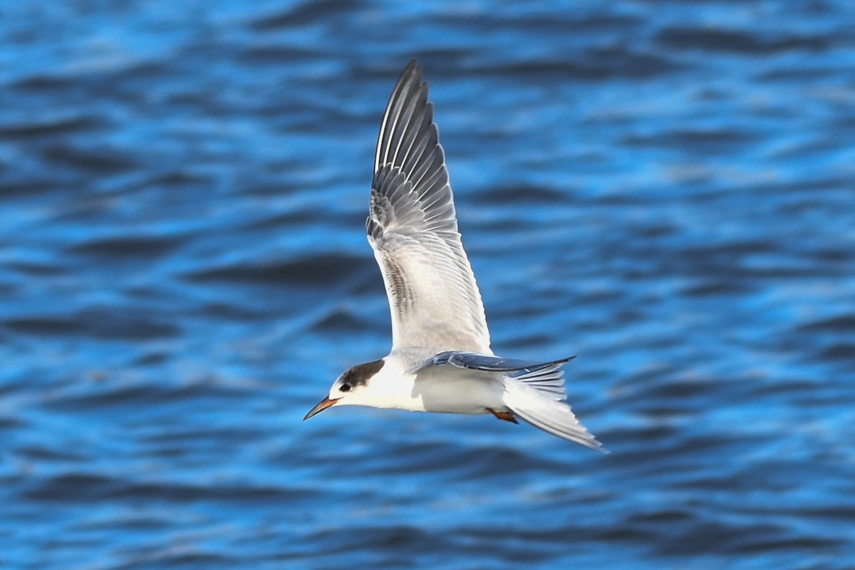 Common Tern - josh Ketry