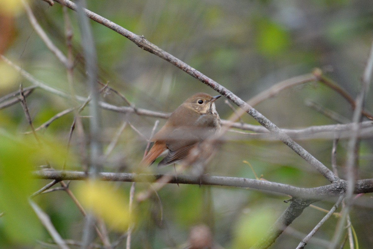 Hermit Thrush - ML185412131