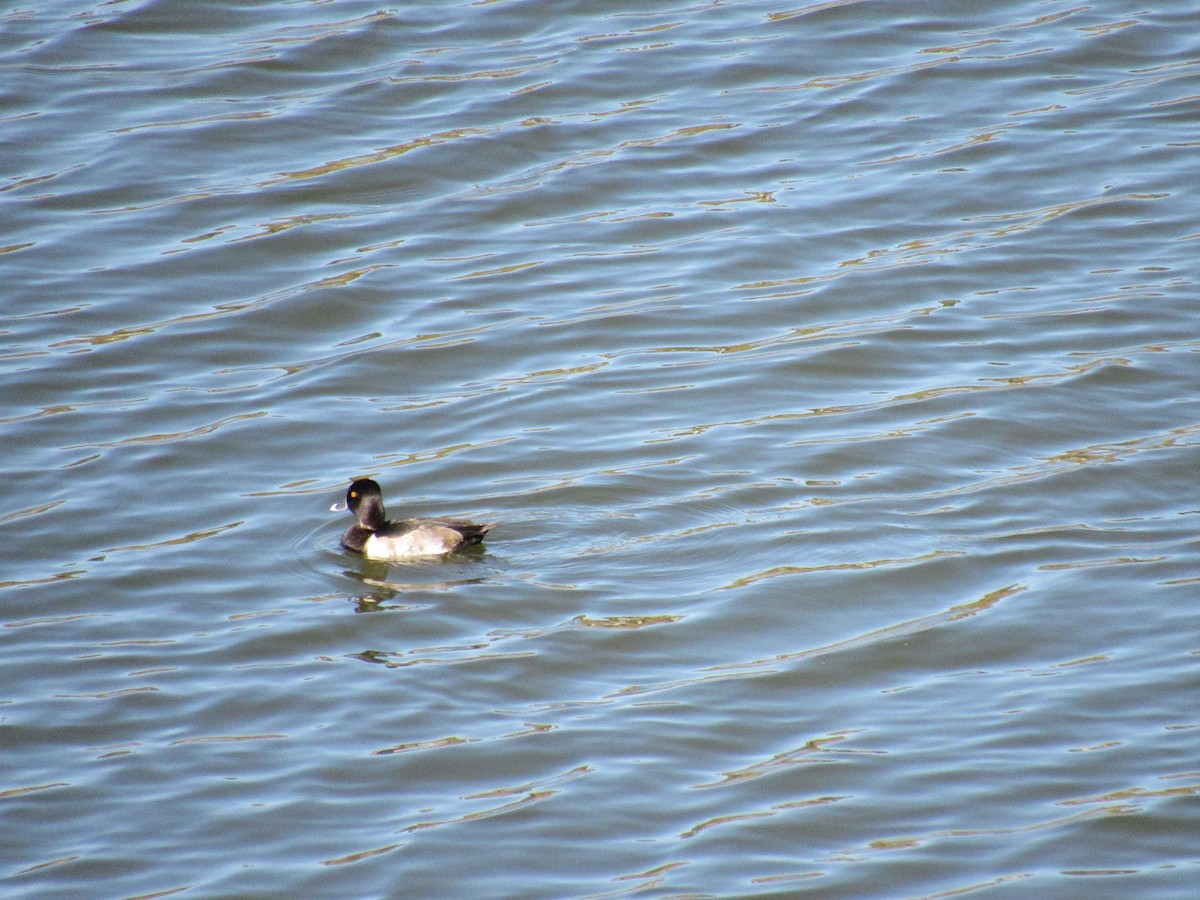 Ring-necked Duck - ML185413341