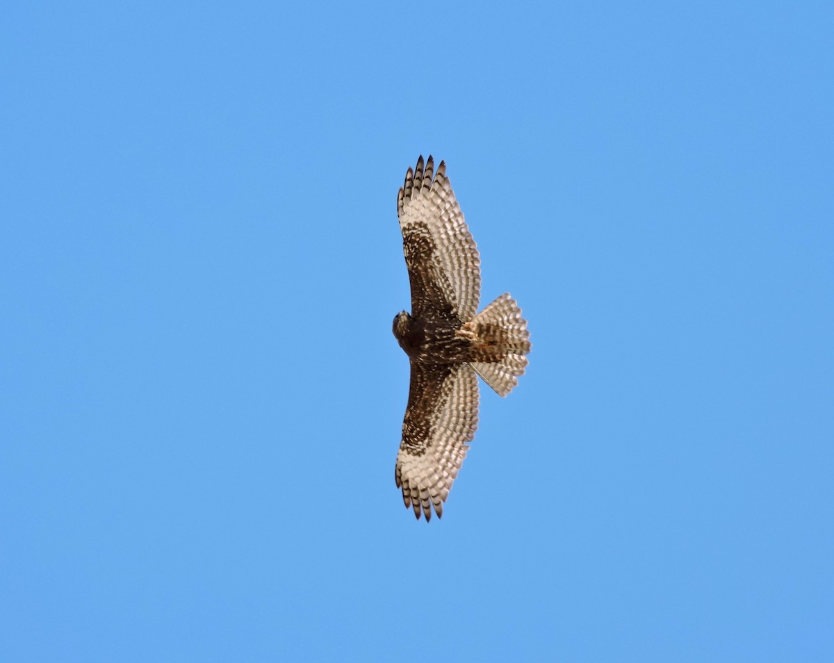 Red-tailed Hawk (Harlan's) - ML185416561