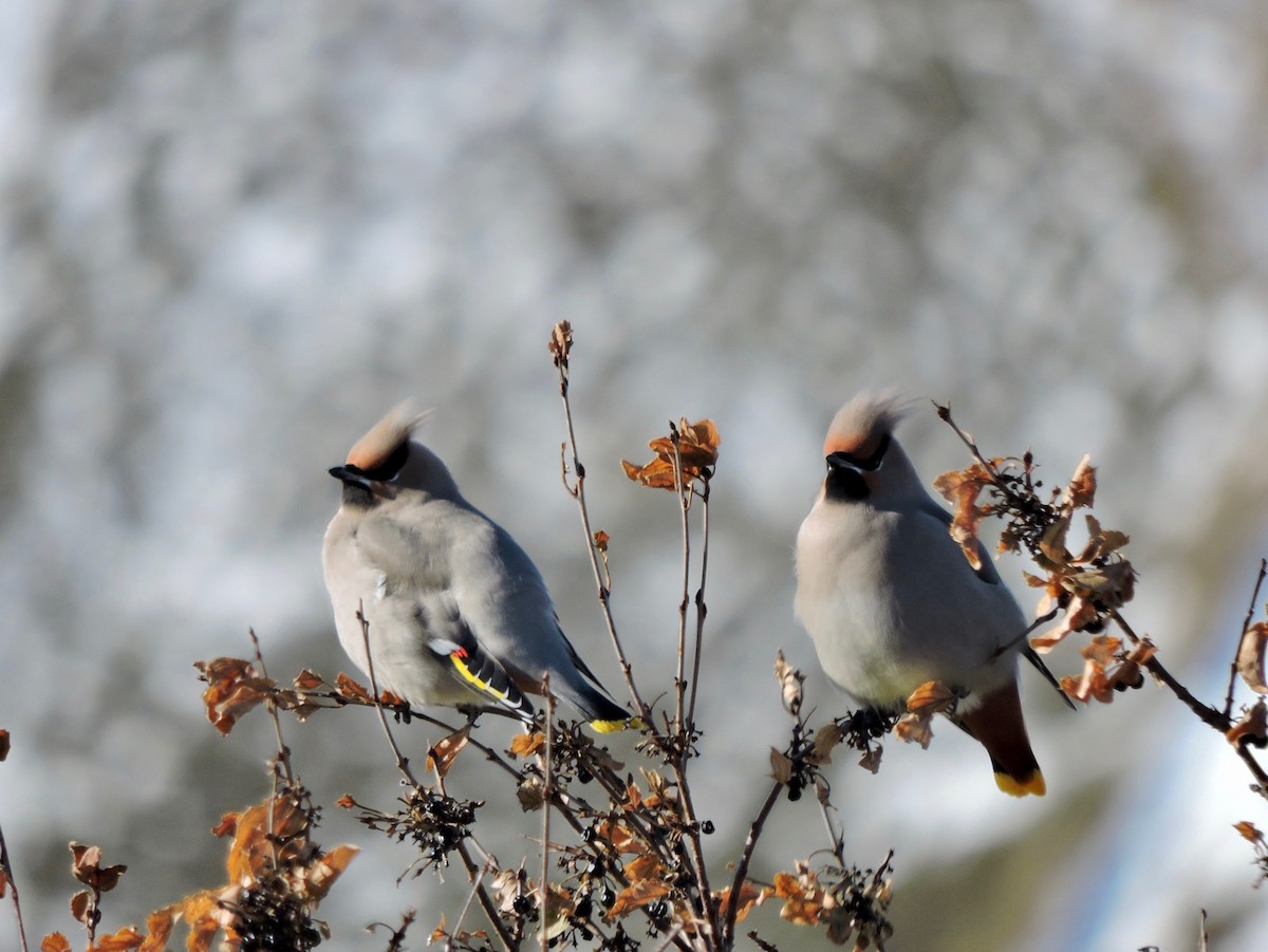 Bohemian Waxwing - ML185416601