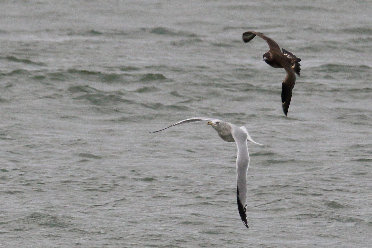 Parasitic Jaeger - ML185416611