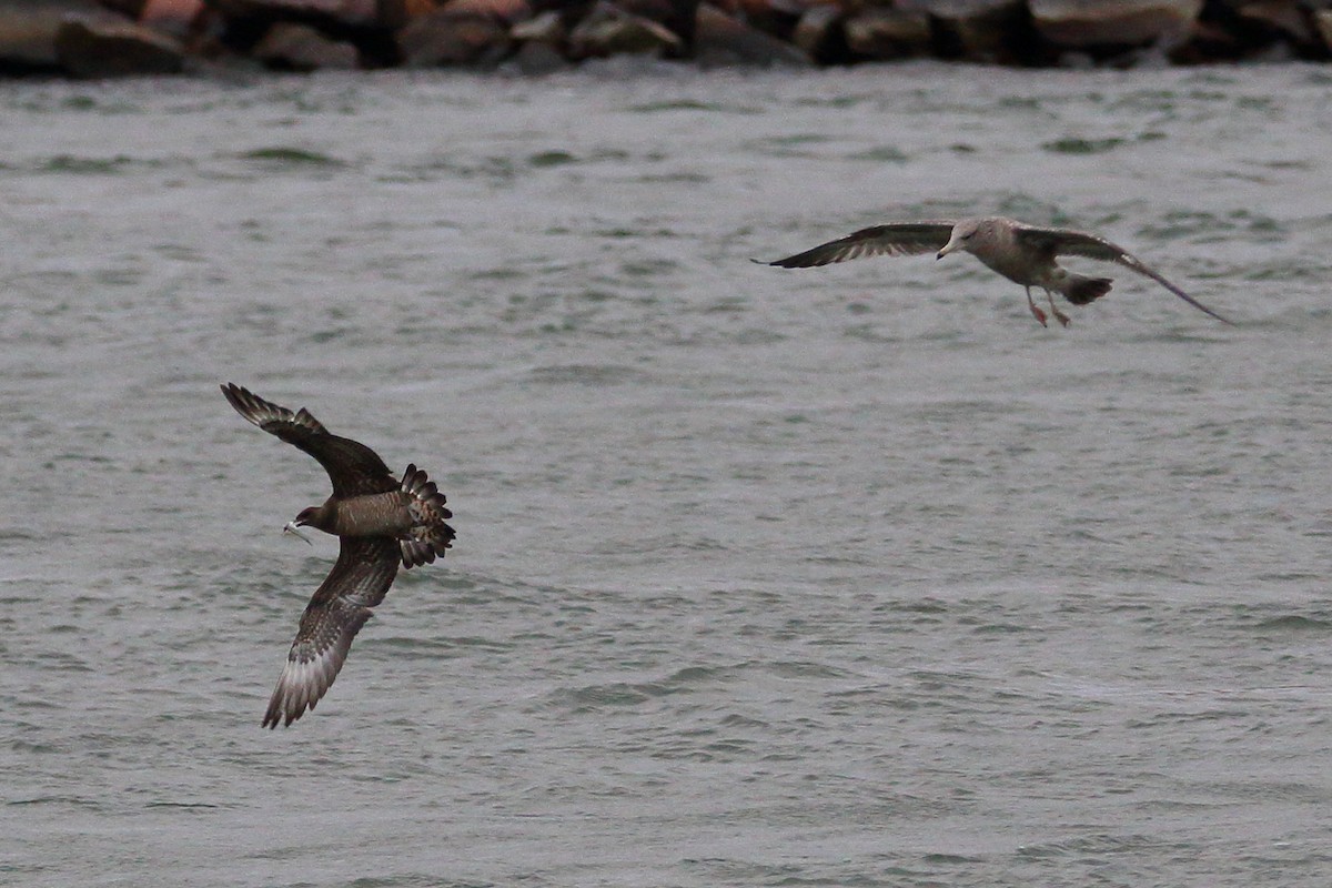 Parasitic Jaeger - ML185416621