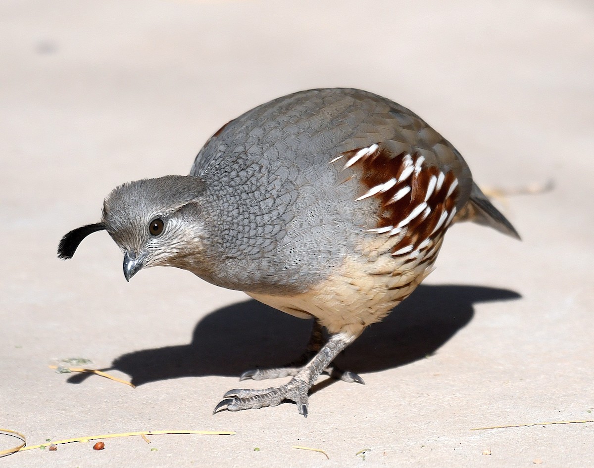 Gambel's Quail - ML185416731