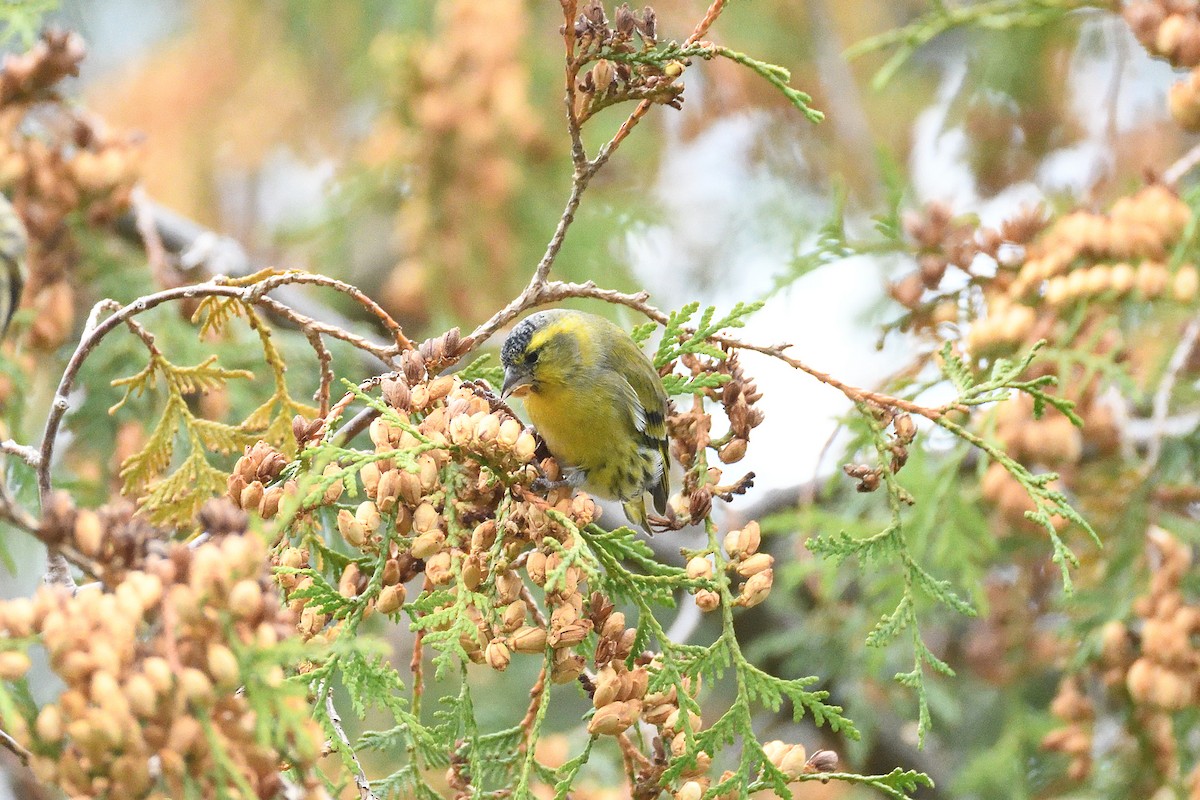 Eurasian Siskin - terence zahner