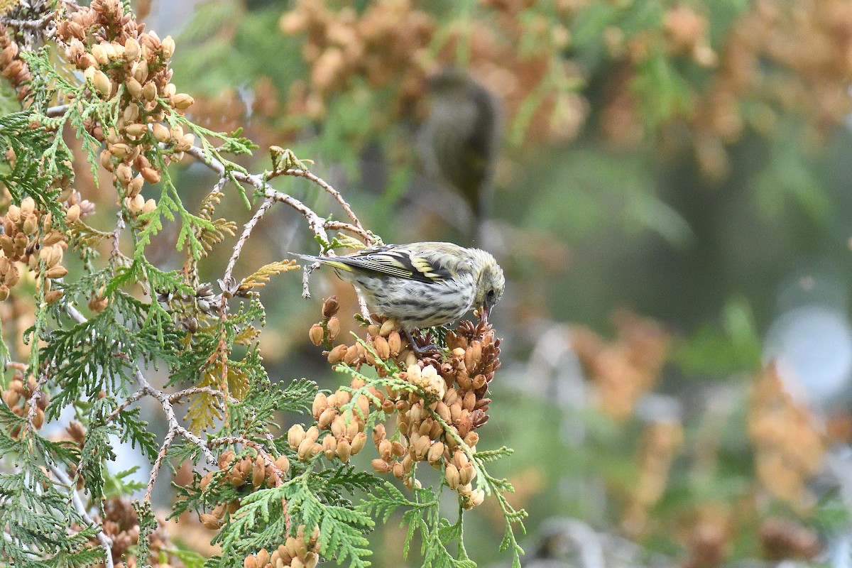 Eurasian Siskin - terence zahner