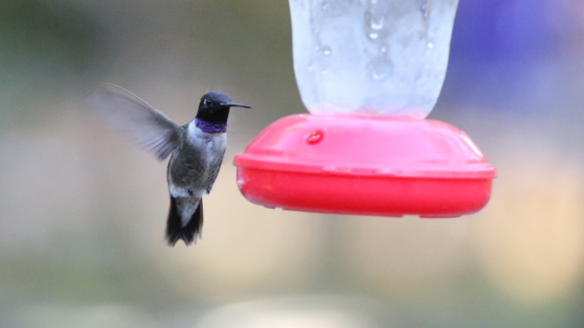 Black-chinned Hummingbird - ML185418021