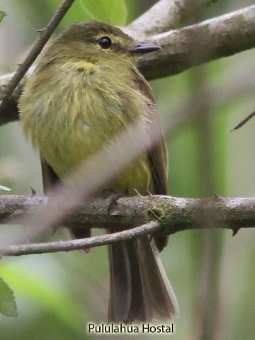 Flavescent Flycatcher - ML185418041
