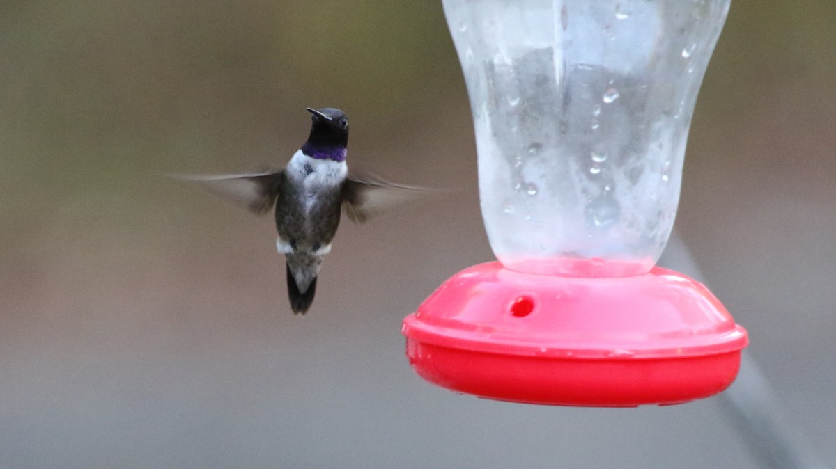 Black-chinned Hummingbird - Jeffrey Blalock