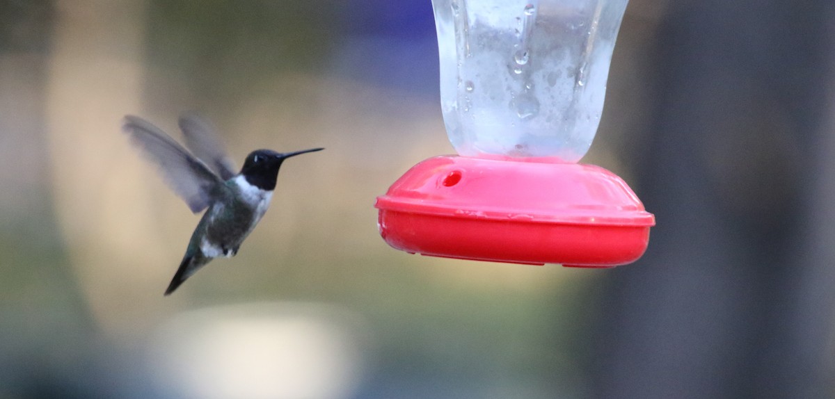 Black-chinned Hummingbird - Jeffrey Blalock