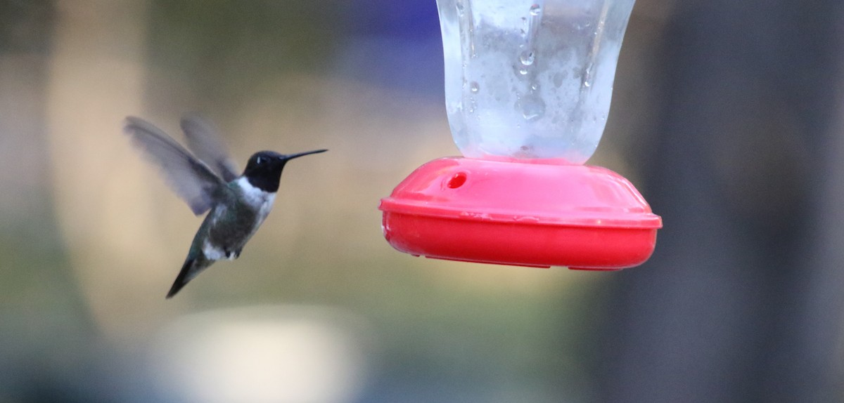 Colibrí Gorjinegro - ML185418061