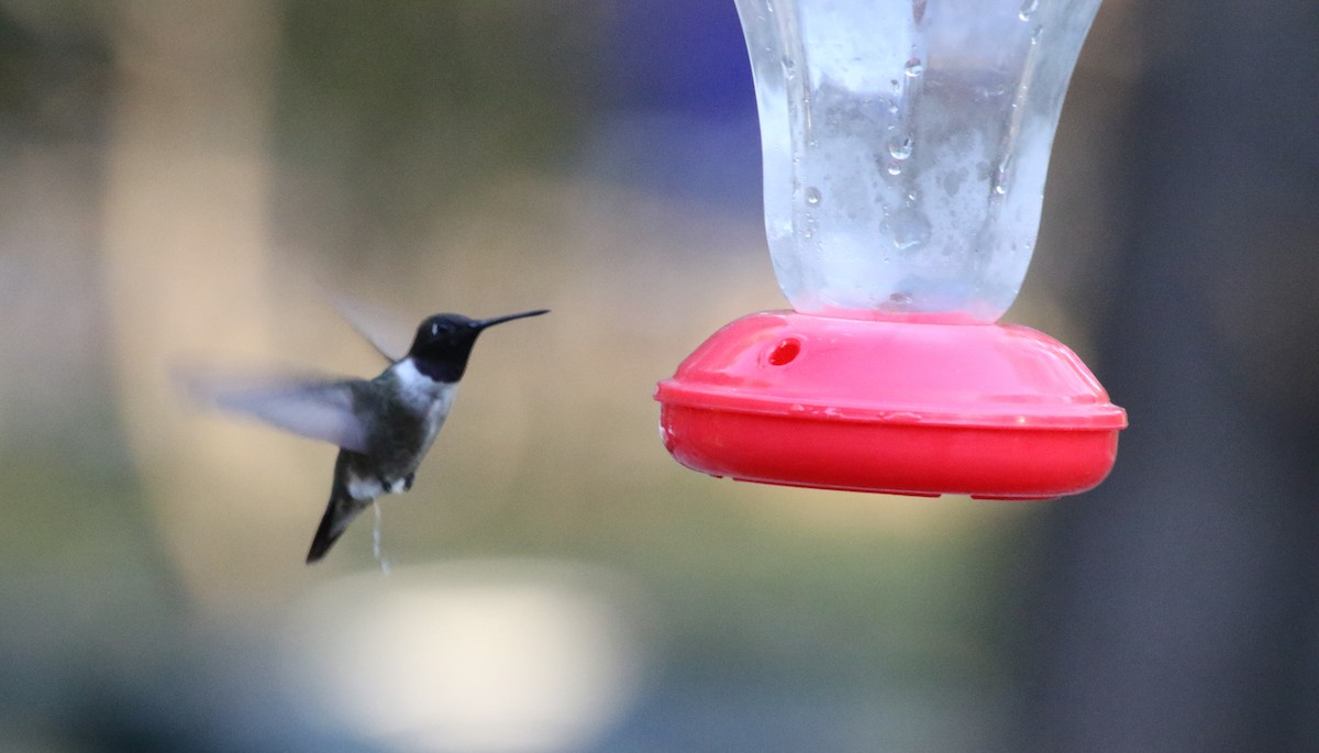 Black-chinned Hummingbird - ML185418071