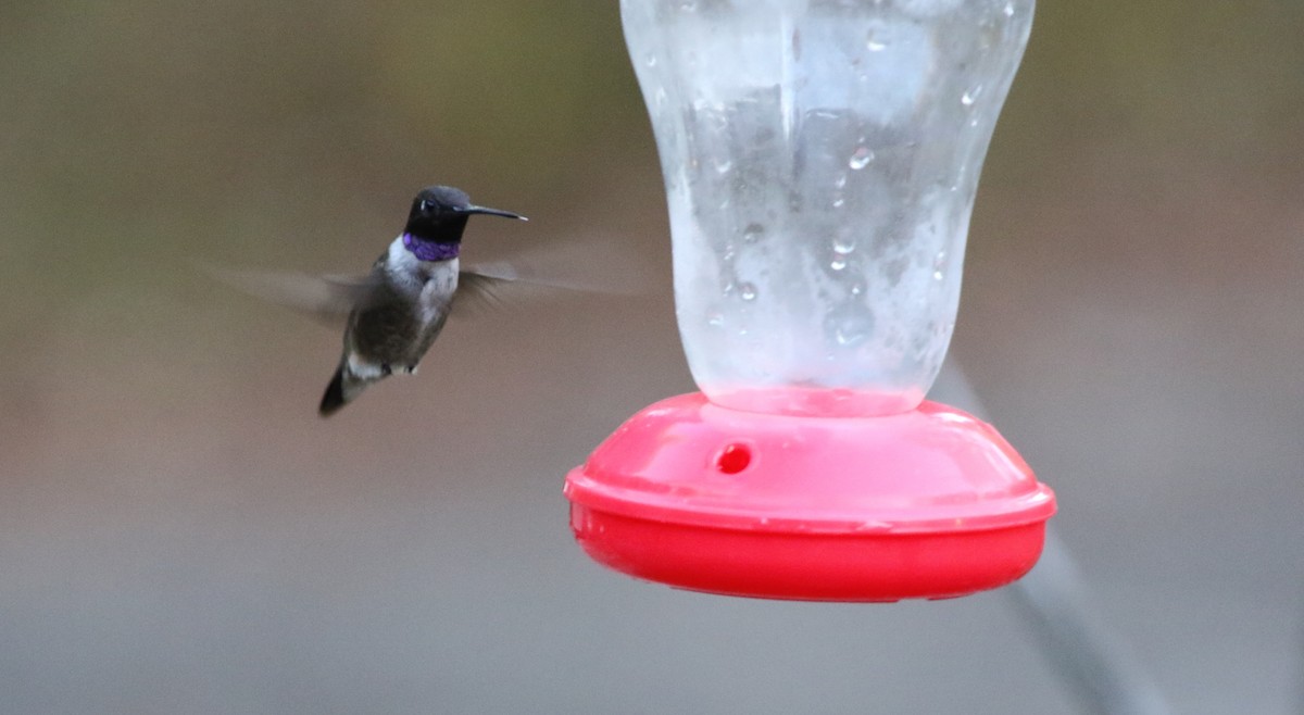 Black-chinned Hummingbird - ML185418091