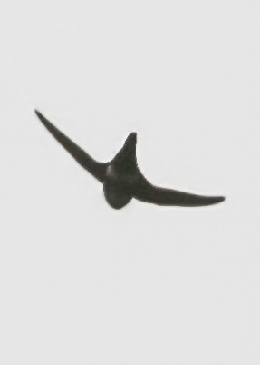 White-tipped Swift - ML185418231