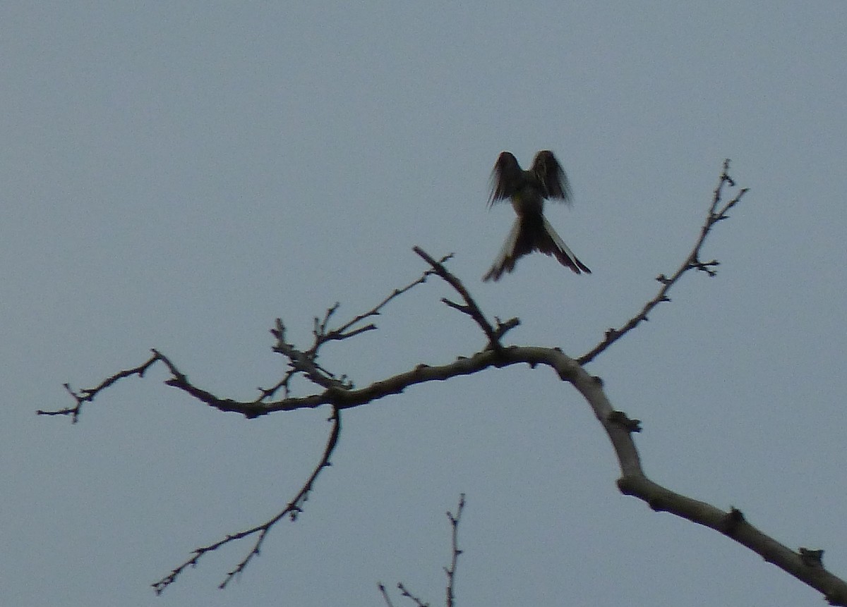 Scissor-tailed Flycatcher - ML185421291