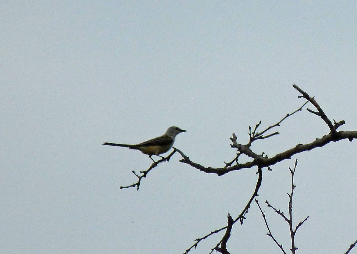 Scissor-tailed Flycatcher - ML185421311