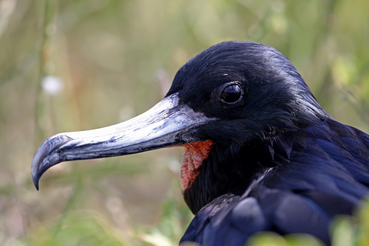 Great Frigatebird - ML185422531