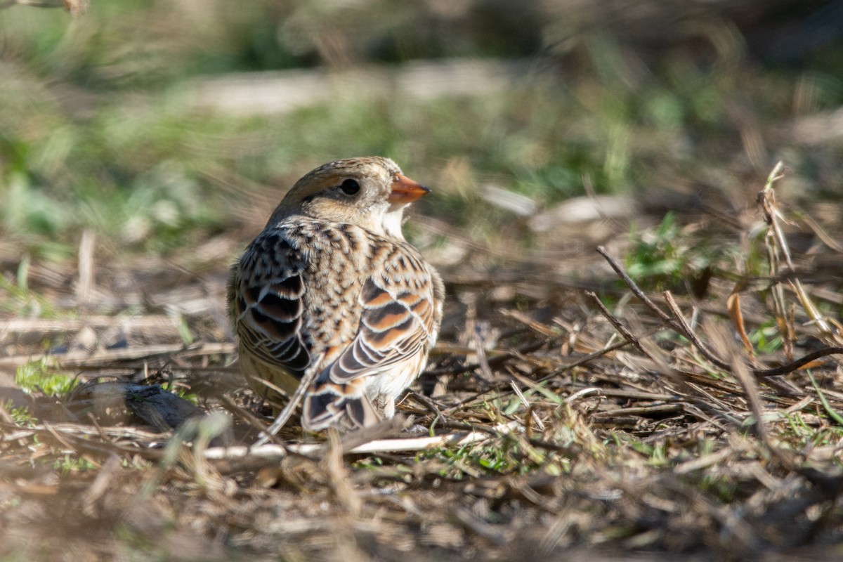 Lapland Longspur - ML185422981