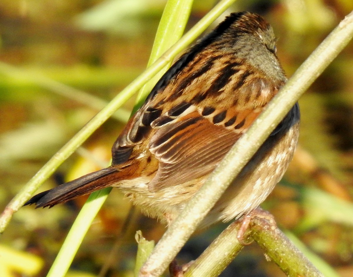 Swamp Sparrow - ML185423011