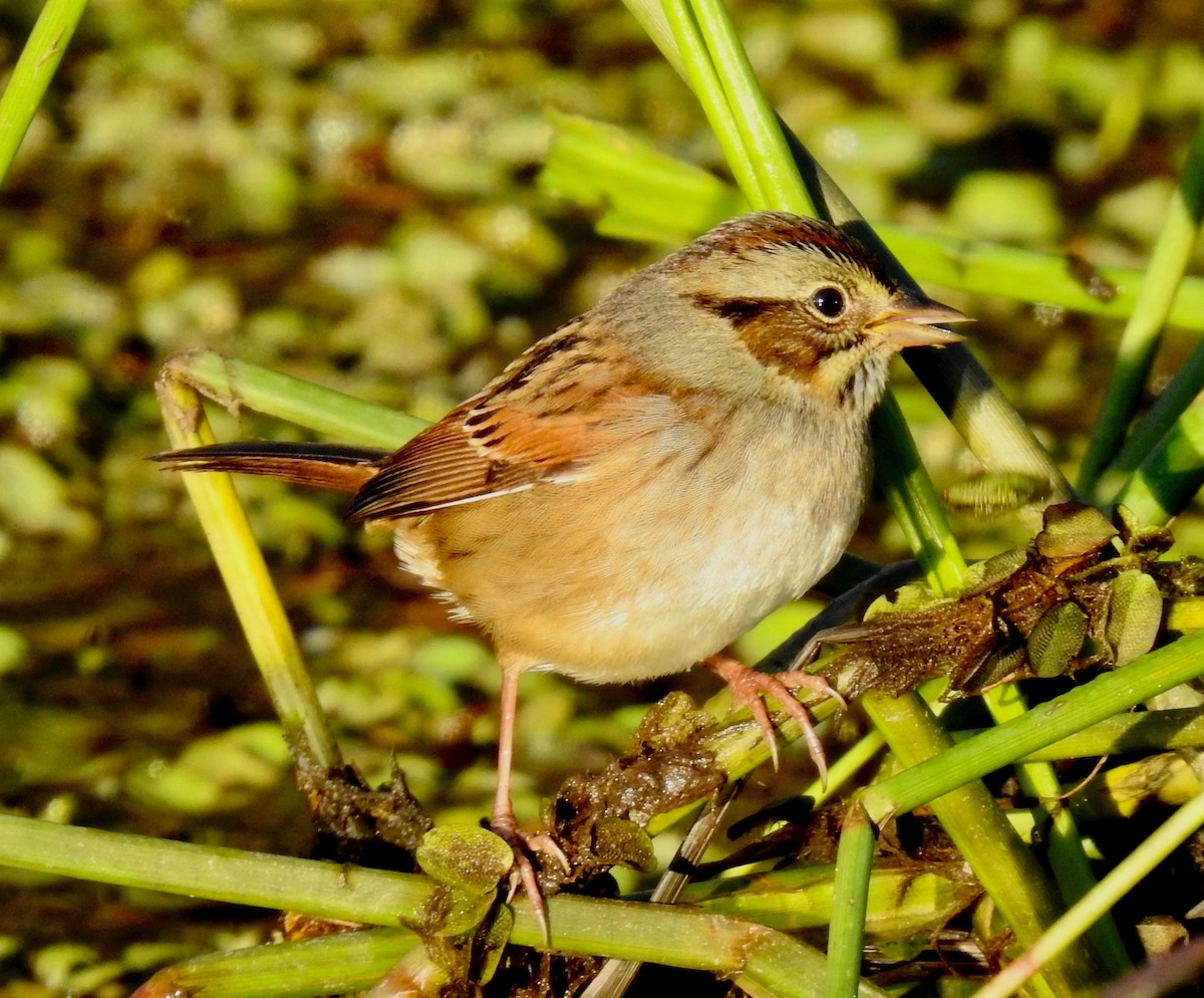 Swamp Sparrow - ML185423041