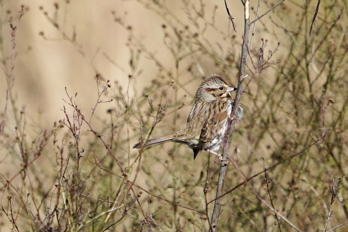 Lincoln's Sparrow - ML185425471