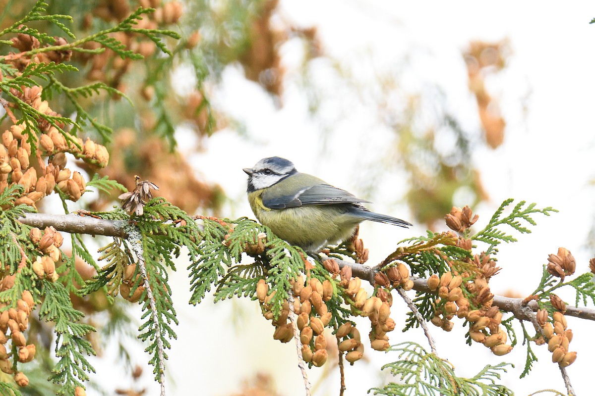 Eurasian Blue Tit - ML185425571