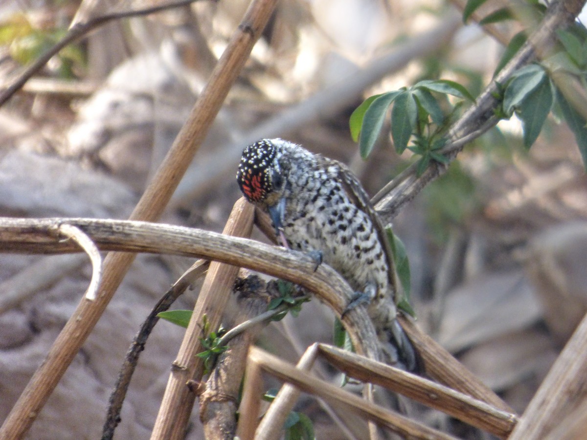 White-barred Piculet - ML185427121