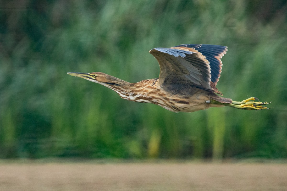 American Bittern - Sebastien Robitaille