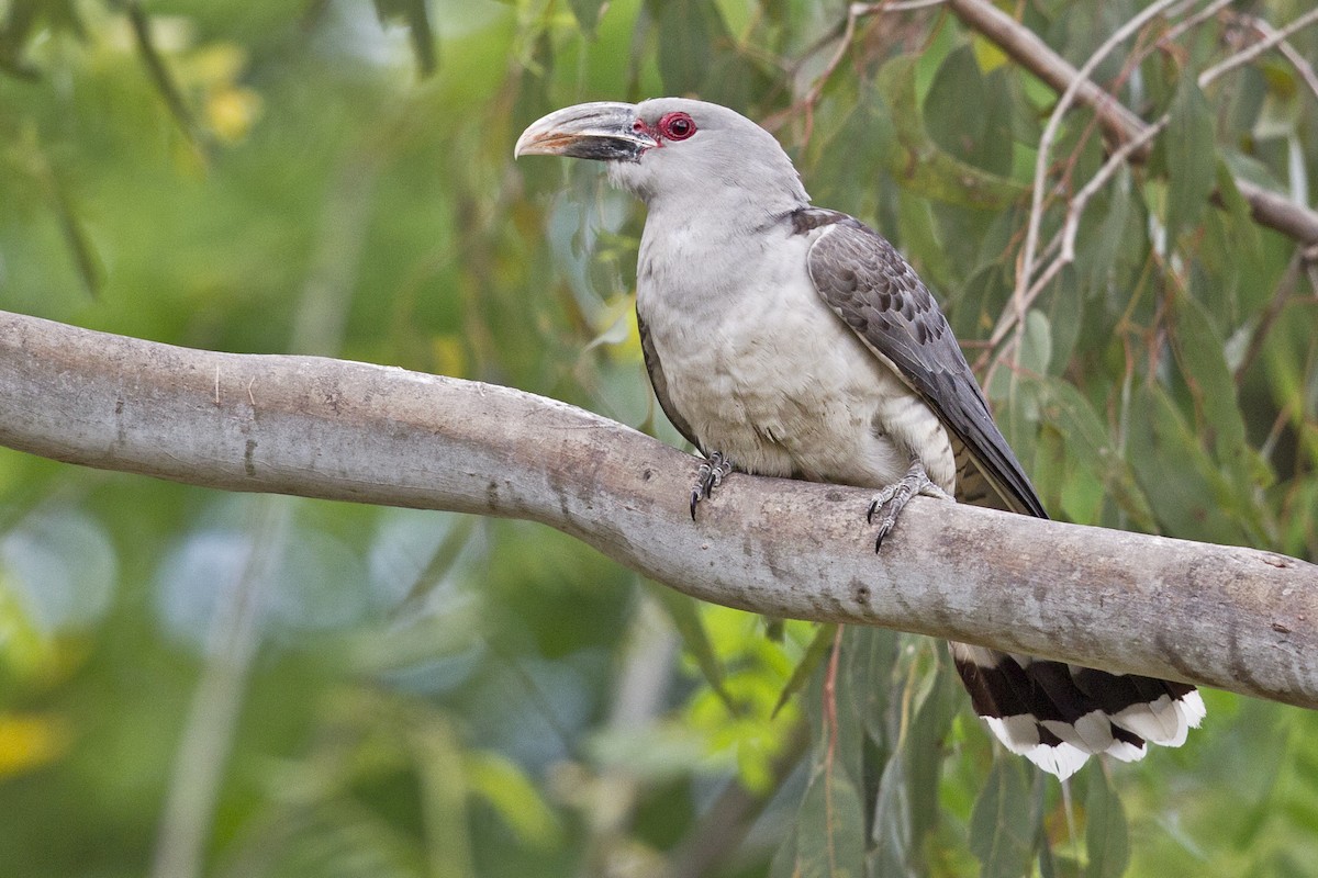 Channel-billed Cuckoo - Mat Gilfedder