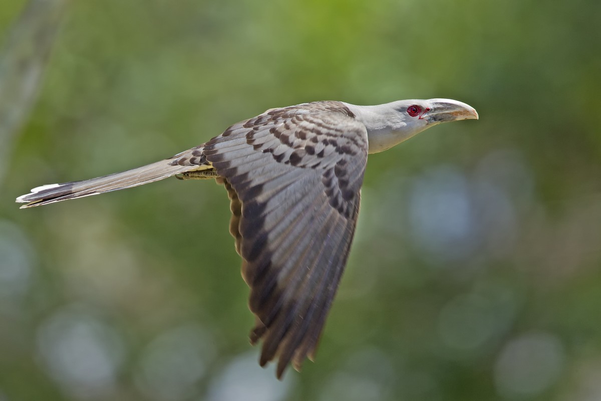 Channel-billed Cuckoo - ML185428721