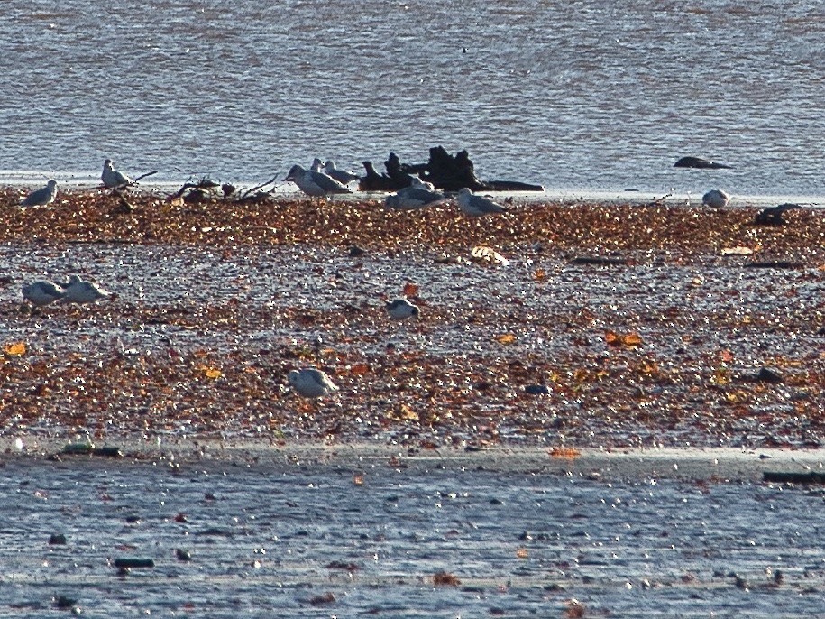 Franklin's Gull - ML185429091