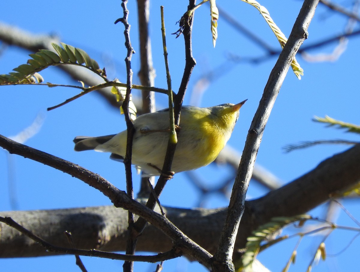 Northern Parula - Cristina Hartshorn