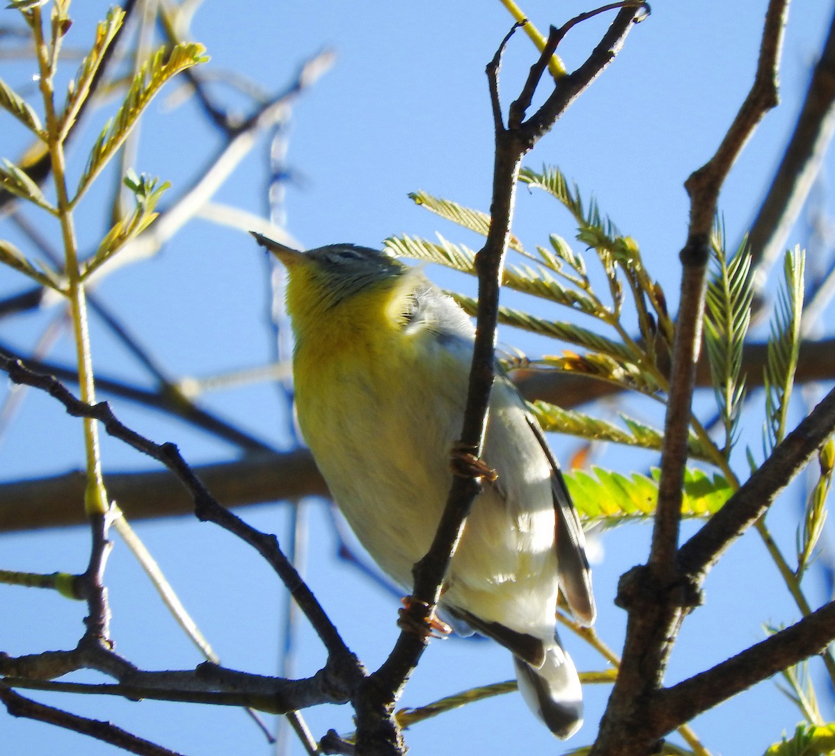 Northern Parula - Cristina Hartshorn