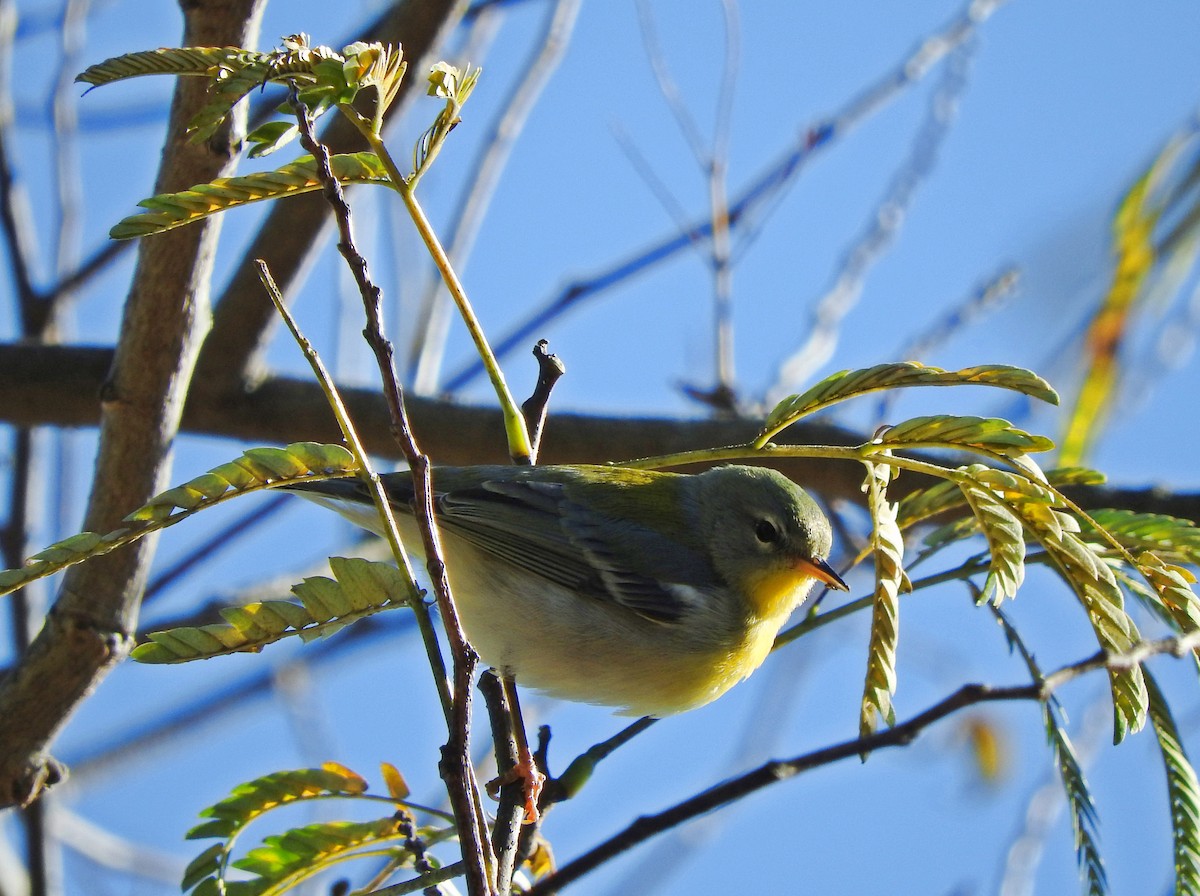 Northern Parula - Cristina Hartshorn