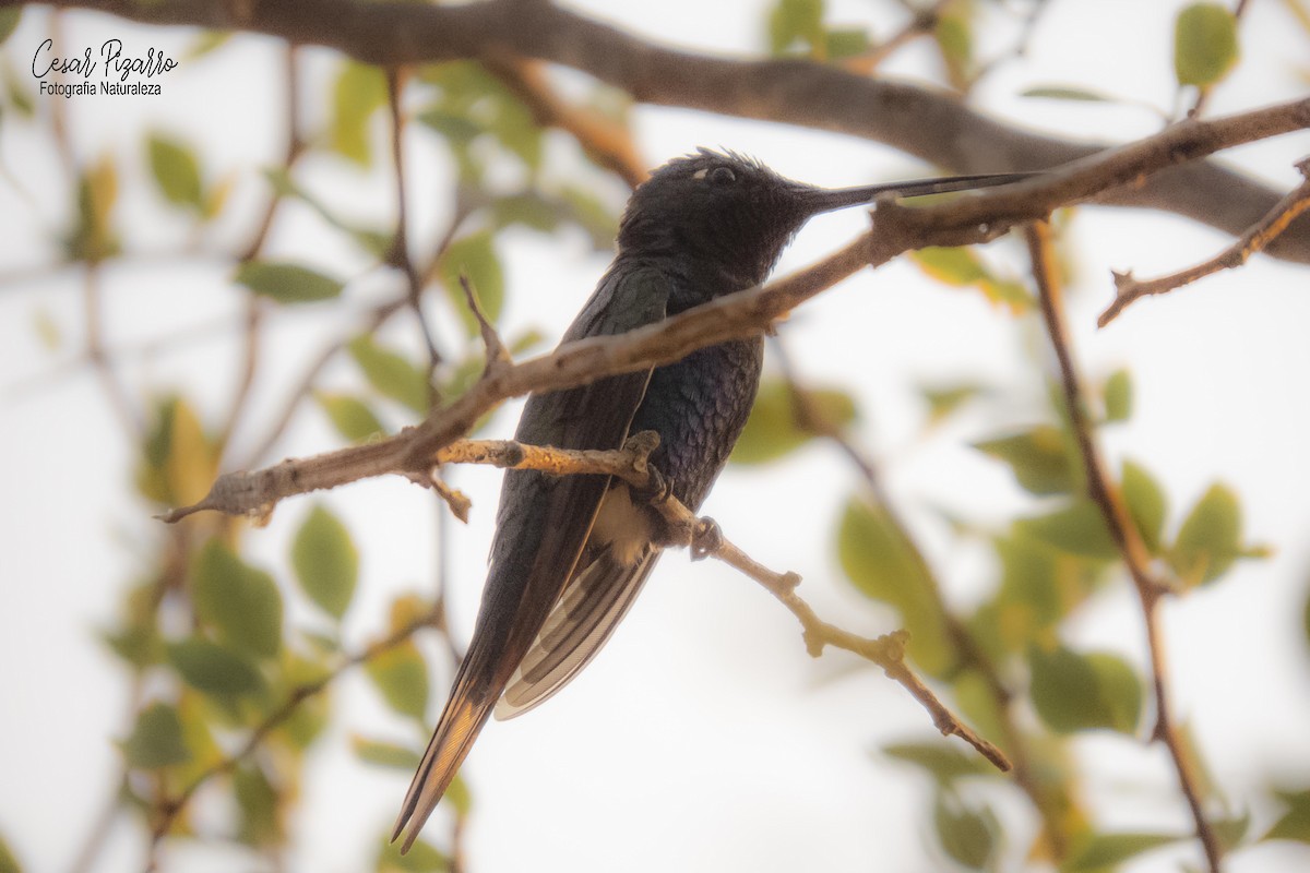 Blue-tufted Starthroat - ML185431051