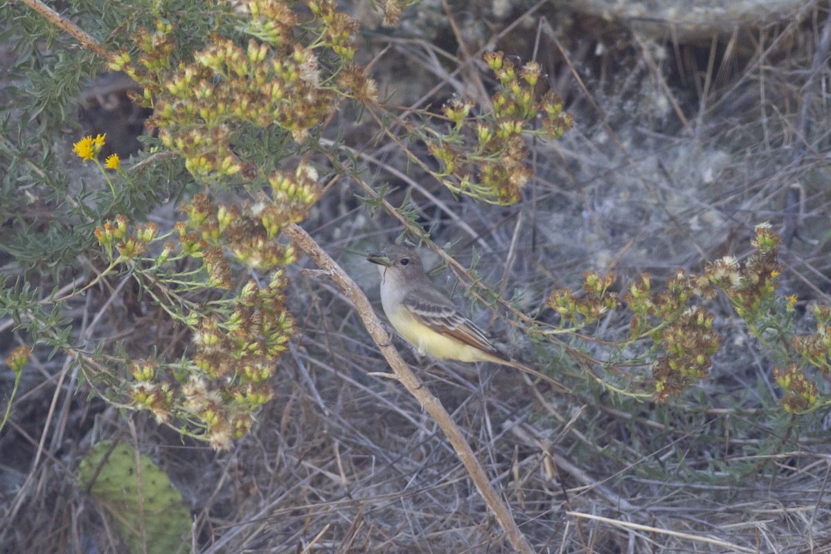 Ash-throated Flycatcher - Nathan French