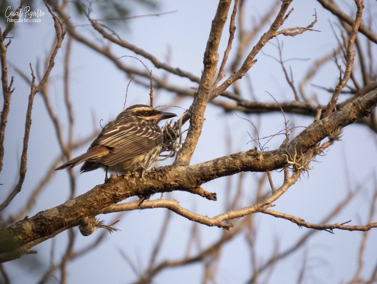 Variegated Flycatcher - ML185431231