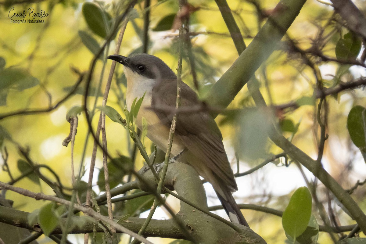 Dark-billed Cuckoo - Cesar Augusto Pizarro Rios