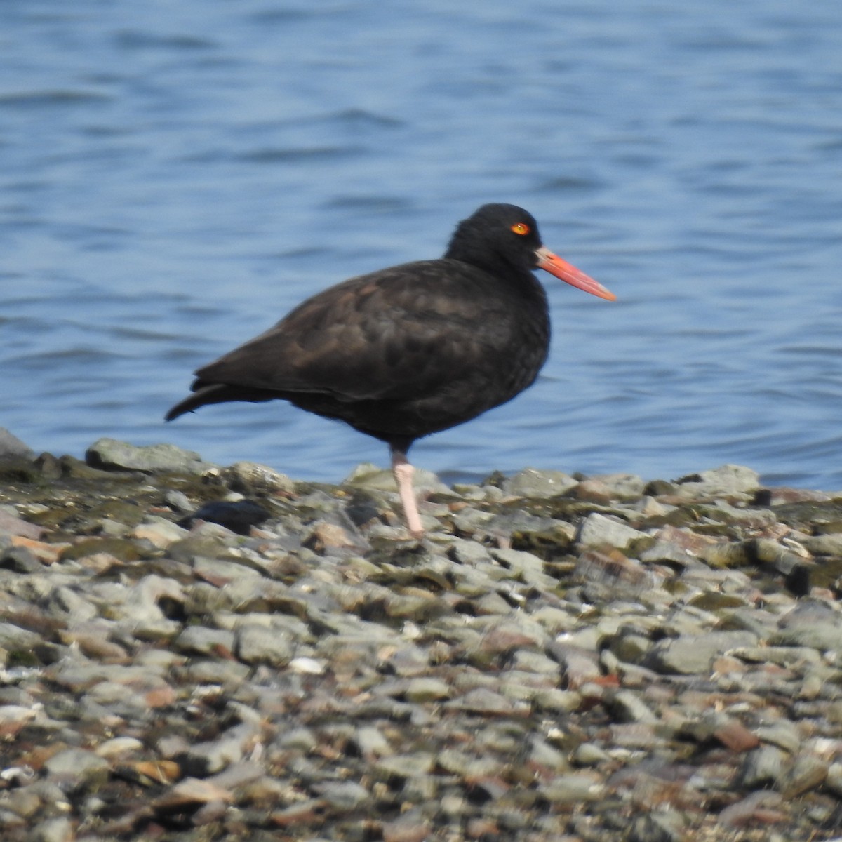 Black Oystercatcher - mark zdeblick