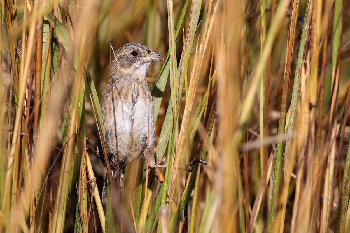 Seaside Sparrow (Atlantic) - ML185432571