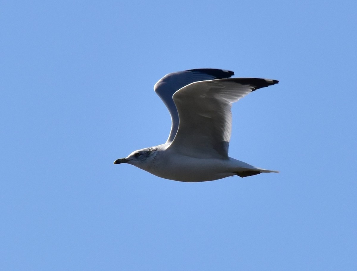 Ring-billed Gull - Eric Jones