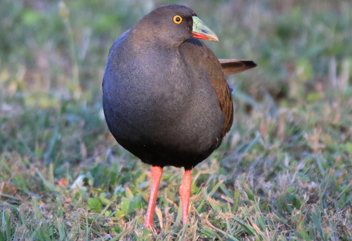 Black-tailed Nativehen - ML185435221