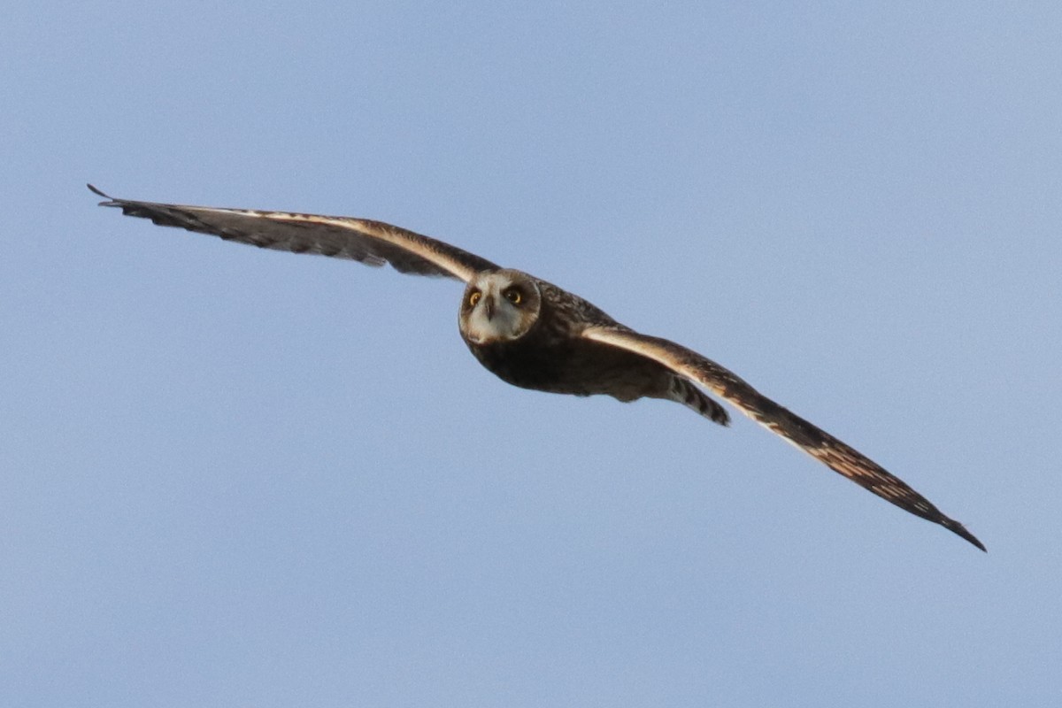 Short-eared Owl - Warren Cronan